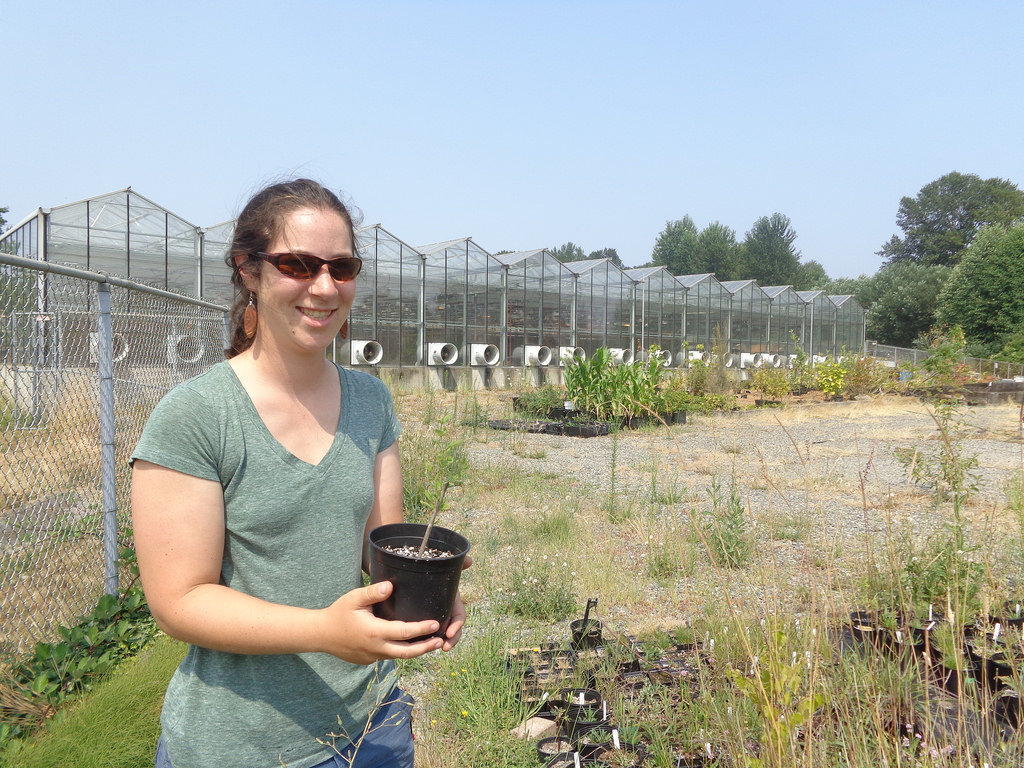 An employee of SER Native Plant Nursery holds a plant outside a row of greenhouses.