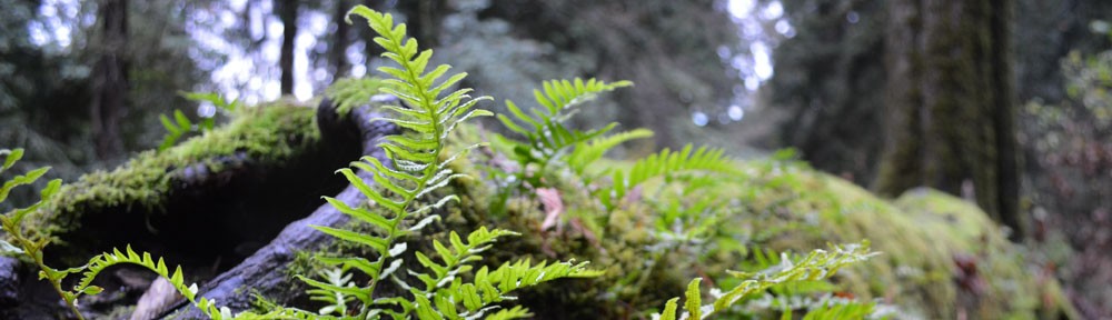 Closeup photo of a fern growing on a felled tree.