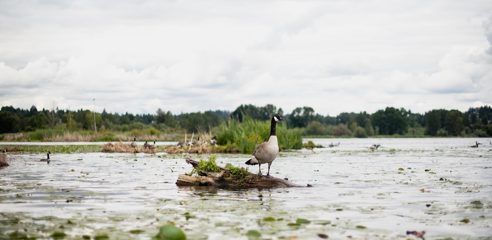 Canadian goose on the water of Lake Washington