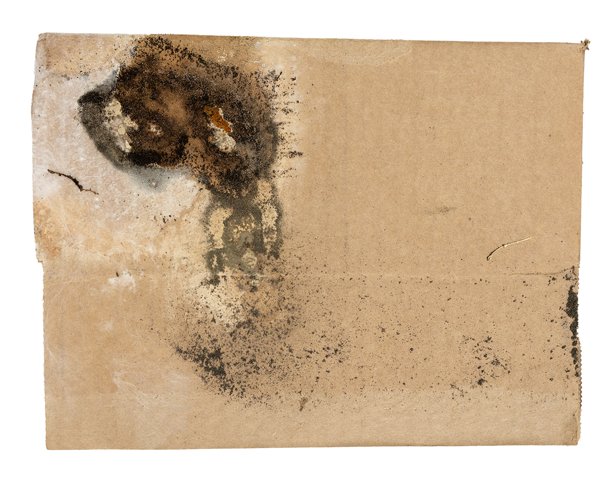 Cardboard with mold on it cardboard with mold on it