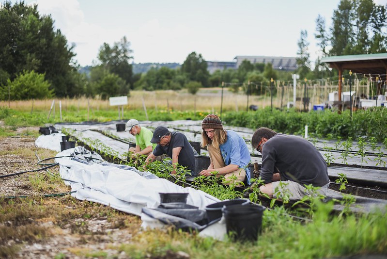 volunteers on the UW Farm