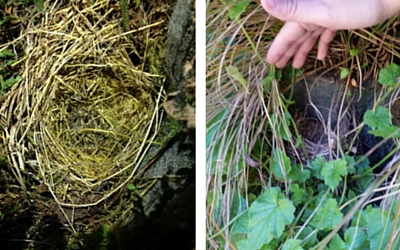 nests in the Green Wall