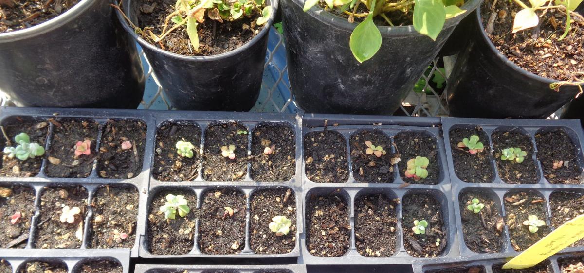 Nursery plants