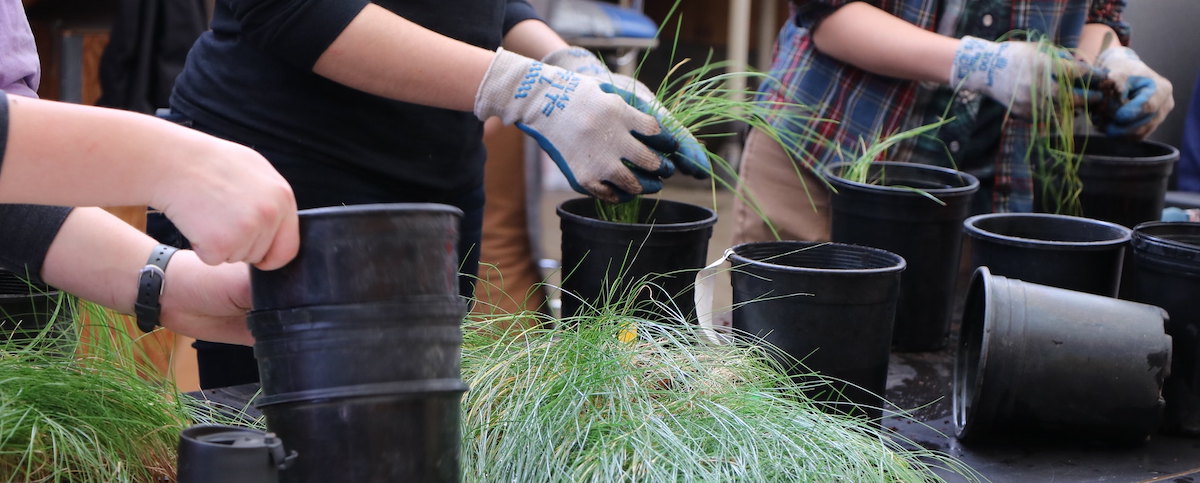 hands of volunteers with plant pots
