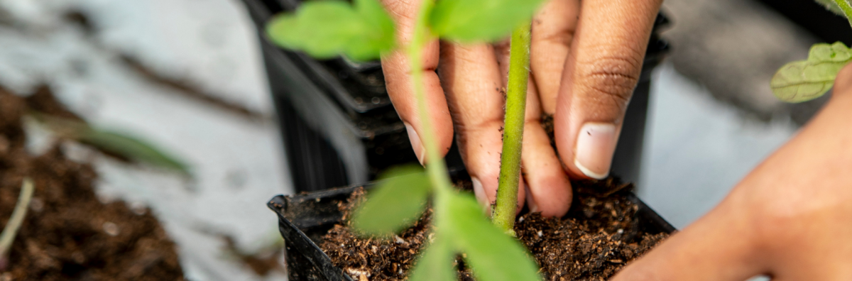 close up of a hand planting a seedling in soil