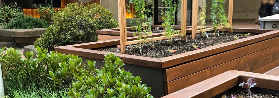 Raised beds at the UW Tower