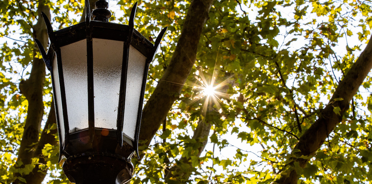 Decorative lamp post surrounded by trees