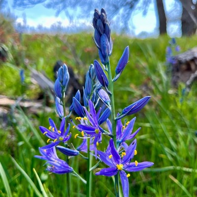 photo of camas blooming