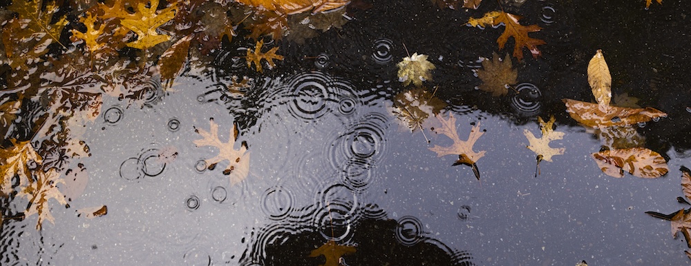 rain falling on a puddle lined with fallen fall leaves