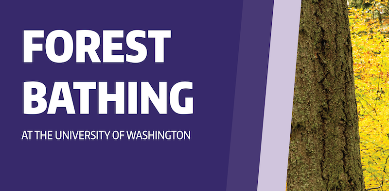 forest bathing at UW