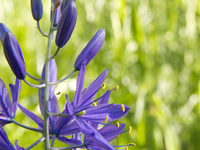 Camas flower