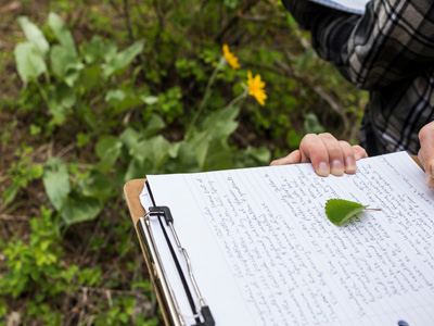 Small green leaf sitting on notepad