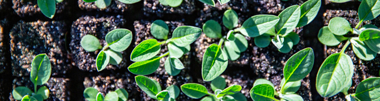 seedlings in soil