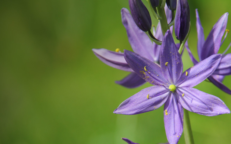purple camas flower amidst a green background