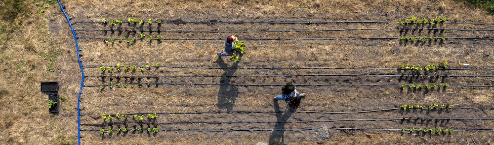 aerial photo of people planting a garden