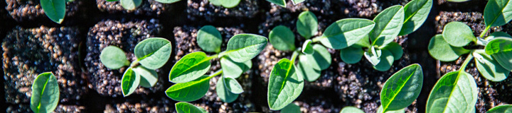 plant sprouts growing in symmetry