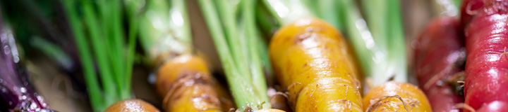 three varieties of fresh carrots