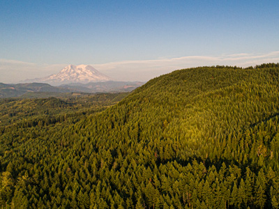 aerial view of forest with Mt. Rainier in background