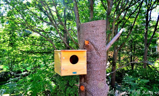 barn owl nest box