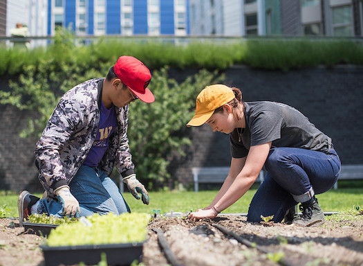 student volunteers at the UW Farm